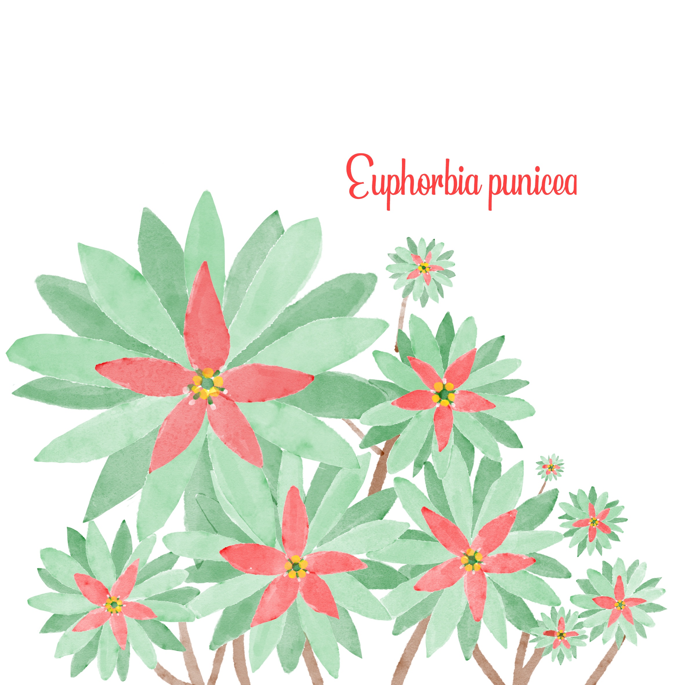 Oya illustration of Euphorbia punicea